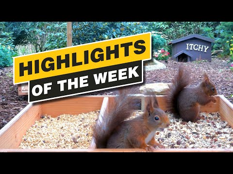 Highlights Of The Week - April 2024 - Week 15 🌻
