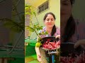 No Fruiting And Flowering On Lemon Plant Try 2 Powerful Home Remedies Organic Shorts