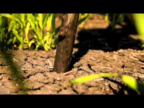 Manitoba Pork - Customer Success Story