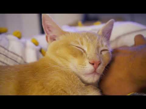 Cat Relaxing for 20 Minutes