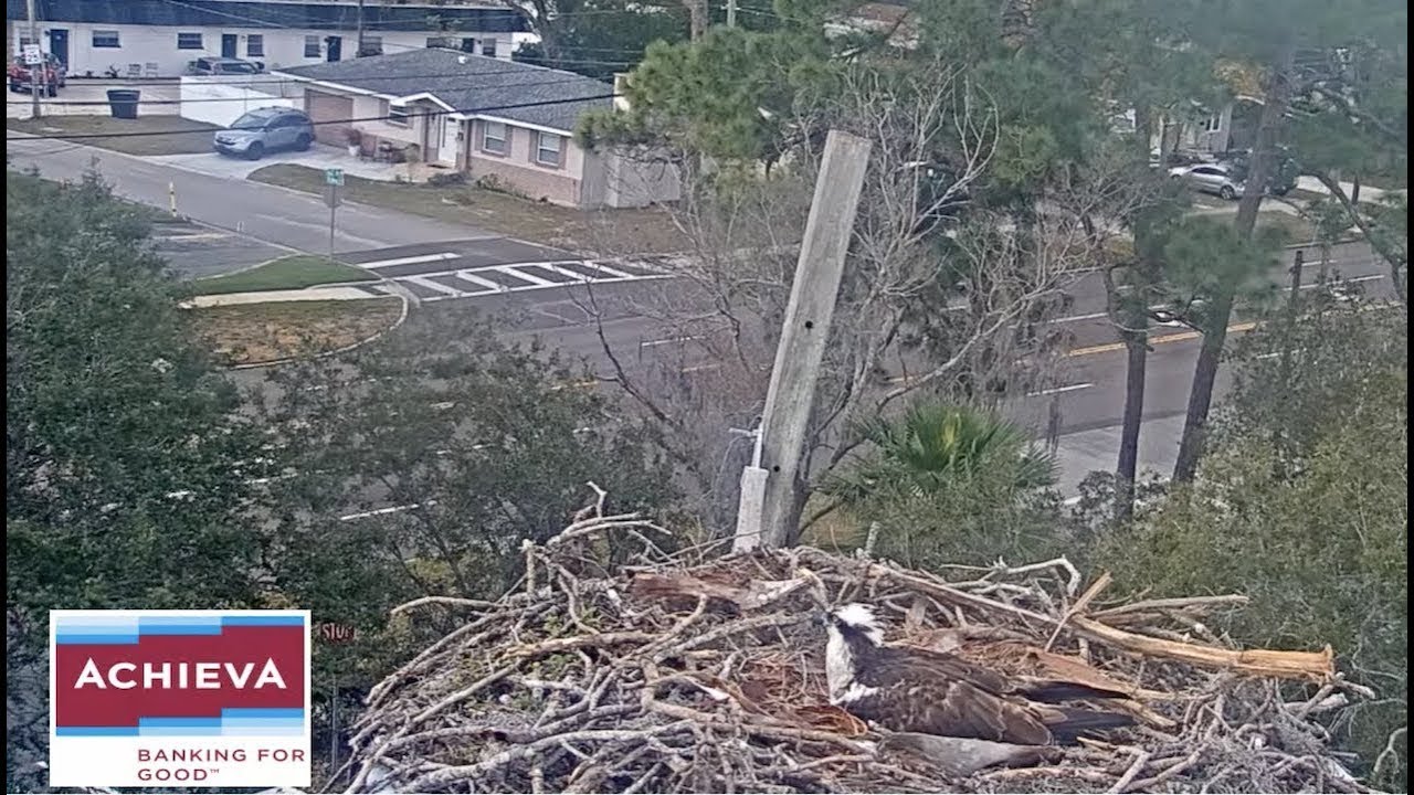 Live webcam view of Achieva Osprey Nest Cam