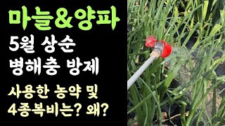 텃밭, 마늘&양파???? 5월 상순 병해충방제 ???? 사용한 농약 및 4종복비는? 왜?