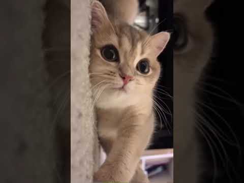Милота 🤗🤗 #милота #shorts #коты #животные