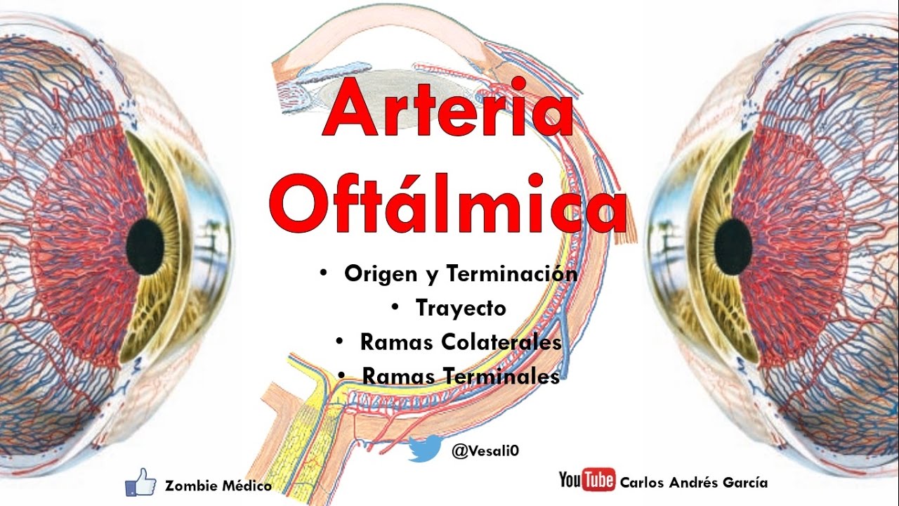Anatomía - Arteria Oftálmica y Circuitos del Ojo (Origen, Trayecto, Ramas Colaterales y Terminales)
