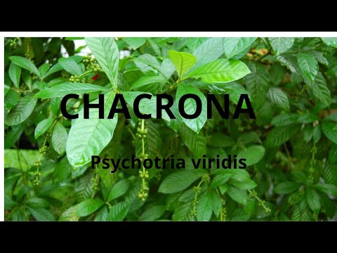 CHACRONA - DMT