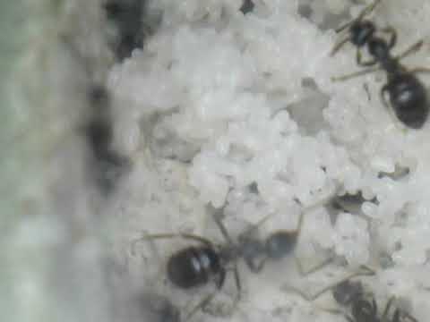 comment traiter un nid de fourmis