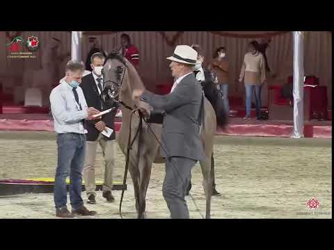 N 202 AL ARYAM ALYASAT   Emirates Arabian Horse Breeders Championship 2021   Yearling Colts Class 6A