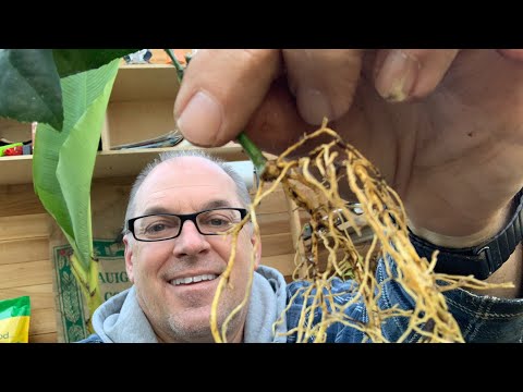Multiply your plants for free | Rooting cuttings of lemon tree | #meyerlemon #lemontree