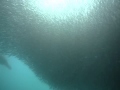 Dolphins The Wild Side