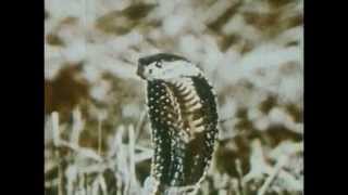 Brian Jonestown Massacre - "Unknown"