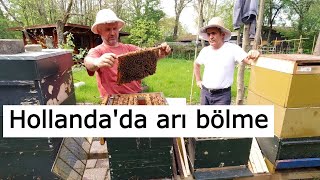 İlkbaharda arı bölme nasıl yapılır? Hollanda'da arı bölme yöntemleri |