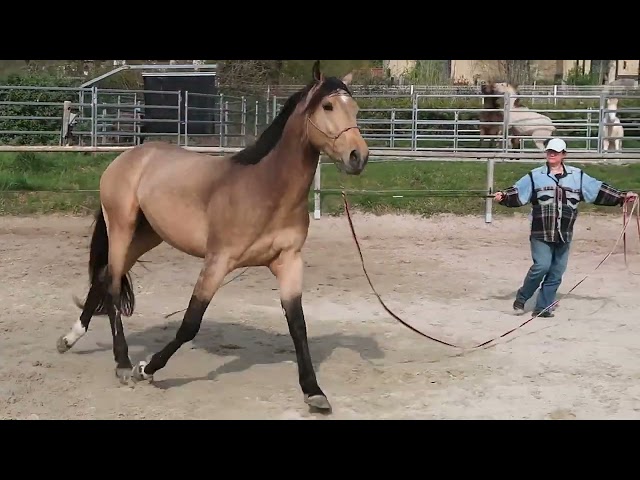 Selle Fran&ccedil;ais pie cr&egrave;me et isabelle / Eldorado Van de 