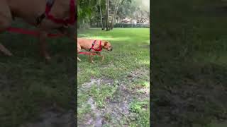 Video preview image #1 Boxer-Unknown Mix Puppy For Sale in Miami, FL, USA