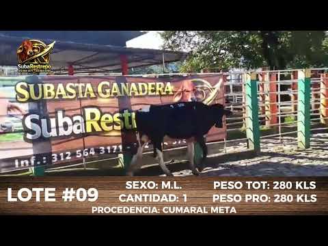LOTE 09