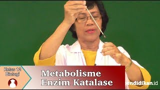 Kelas 12 - Biologi - Metabolisme (Enzim katalase) | Video Pendidikan Indonesia