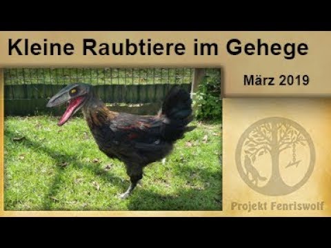 Hühner und Kollateralschäden im Garten - Hühner Tagebuch