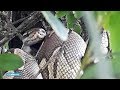 Vijf pythons in Oostenrijkse achtertuin  - RTL NIEUWS