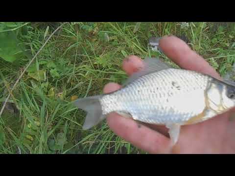 Порыбачил на лесном пруду//Карасик//Жизнь в деревне