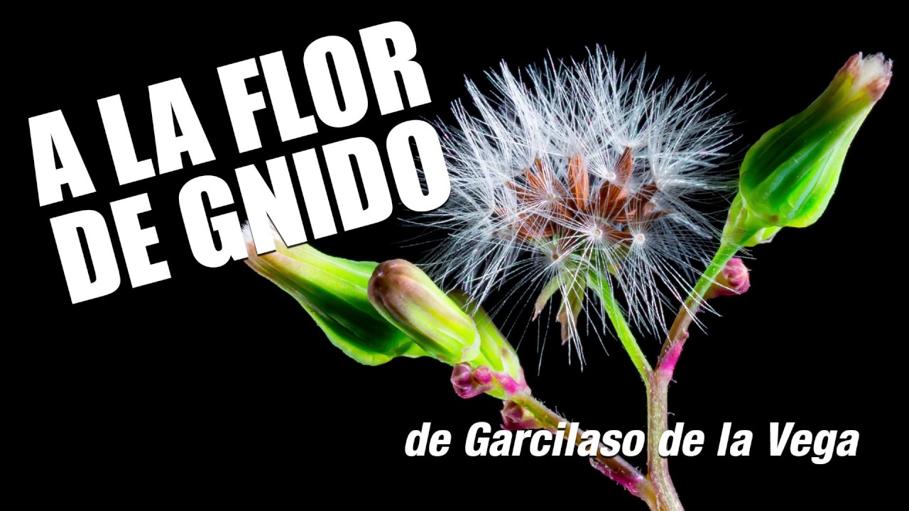 A la Flor de Gnido de Garcilaso de la Vega | Audiolibro