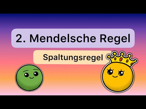 Die 2. Mendel‘sche Regel: Spaltungsregel