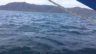 Dolphins in the New Caledonia Lagoon