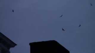 preview picture of video 'Chimney Swifts in New Glasgow'