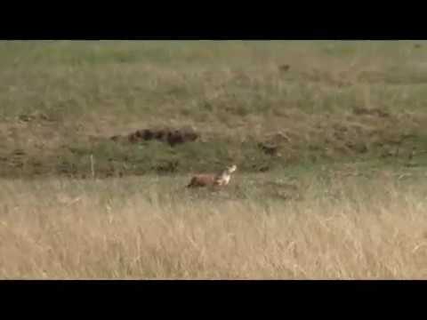 Airgun Hunting for Prairie Dogs; the 100 yard shot!