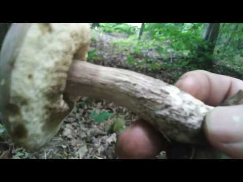 Leccinum pseudoscabrum, Grabov ded, 10.06.2020