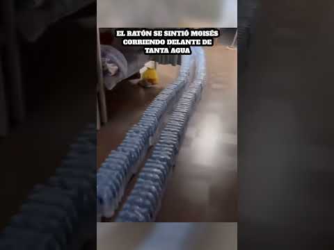 Así es como se saca a un ratón 🤣