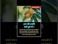 Mango ️ Fruit Ytshorts Shortsfeed Islamicshorts