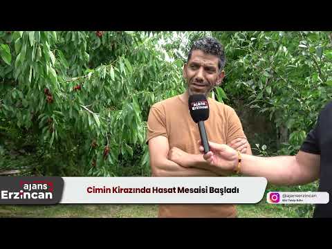 Cimin Kirazında Hasat Mesaisi Başladı