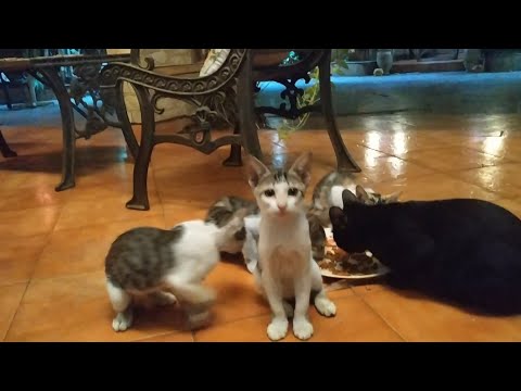 5 Cute Kittens And Mother Cat Enjoying The Dinner