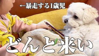 【近況】1歳妹の珍行動に対しても冷静に対応する兄犬が可愛すぎたw【マルプー×1歳】