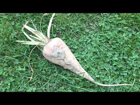 download lagu mp3 mp4 Dried Sugar Beets, download lagu Dried Sugar Beets gratis, unduh video klip Dried Sugar Beets