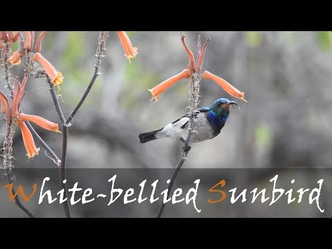 Nektárovka bielobruchá (Cinnyris talatala) — správanie, biotop a hlas