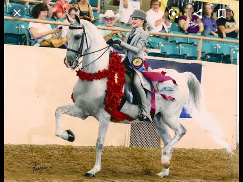 2020 Youth Nationals Horse Show - Arabian Saddle Seat Equitation JTR 14-18
