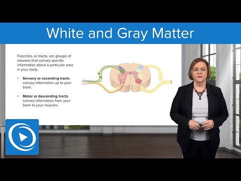 White and Gray Matter – Med-Surg Nursing | Lecturio Nursing