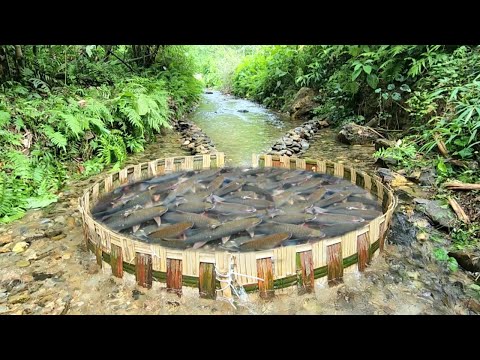 Amazing Journey The boy made a fish trap in the stream. And caught a lot of fish. | Wandering boy