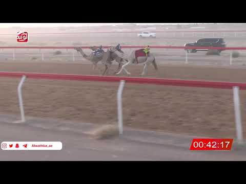  ش 6 (الشاهينيه) لـ راشد هلال بن سالمين الخييلي 2:24 ، شارة صندوق حلفه 2026/05/31 فطامين الجبيب