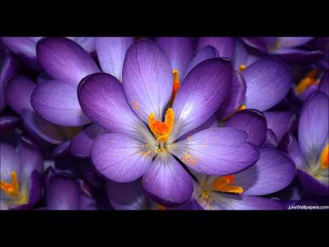 Asadinho & Ingrid Akanson Love Capacity