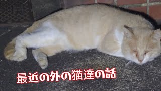 最近の外の猫達の話や自分の話【猫動画】【借金残74.5万】
