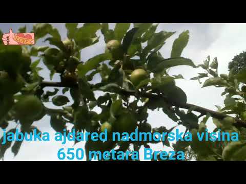 jabuka ajdared  #lzn  n/m/v 650