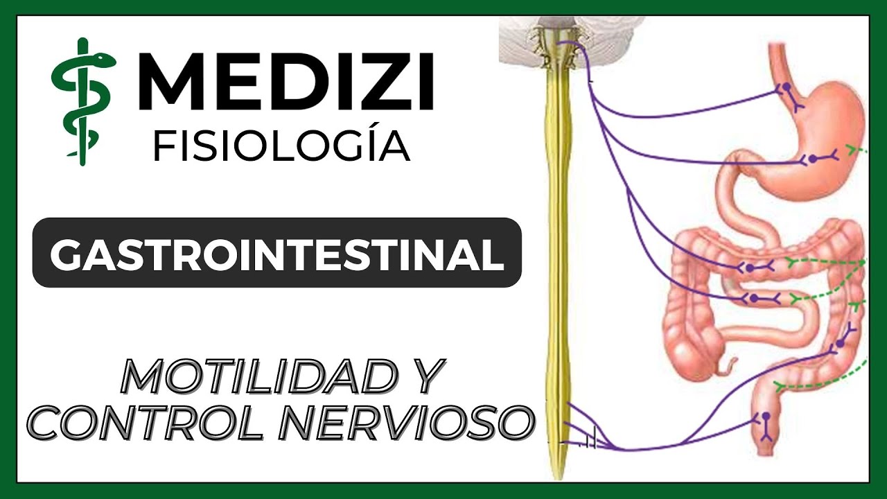 Clase 43 Fisiología Gastrointestinal - Motilidad y Control Nervioso (IG:@doctor.paiva)