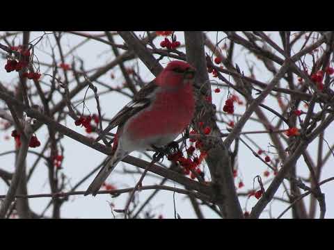 Pine Grosbeak eating some berries