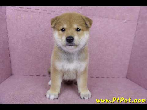 05/07赤色柴犬公幼犬