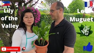 How to transplant some Lily of the Valley in a pot. Comment transplanter du Muguet dans un pot.