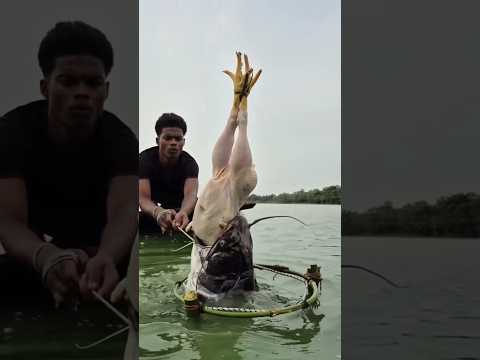 big fish trap #viralvideo #shorts