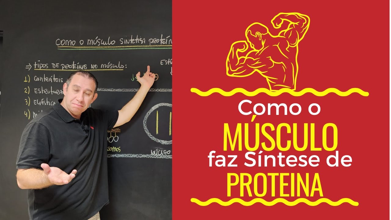 Como o Músculo Realiza a Síntese de Proteína