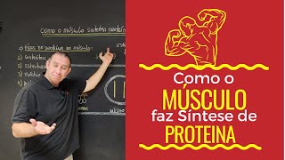 Como o Músculo Realiza a Síntese de Proteína