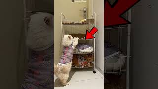 Download lagu #shorts #bts #shortvideo #shortsfeed #cat #animals #youtubeshorts #viral #funny #fyp mp3
